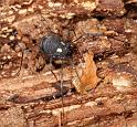 Nemastoma_lugubre_D6032_Z_89_Dalsteeg_Nederland