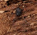 Nemastoma_lugubre_D6033_Z_88_Dalsteeg_Nederland