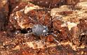Nemastoma_lugubre_D6034_Z_89_Dalsteeg_Nederland