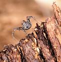 Nemastoma_lugubre_D6035_Z_87_Dalsteeg_Nederland