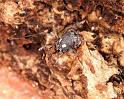 Nemastoma_lugubre_D6039_Z_89_Dalsteeg_Nederland