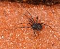 Nemastoma_lugubre_D6040_Z_88_Dalsteeg_Nederland