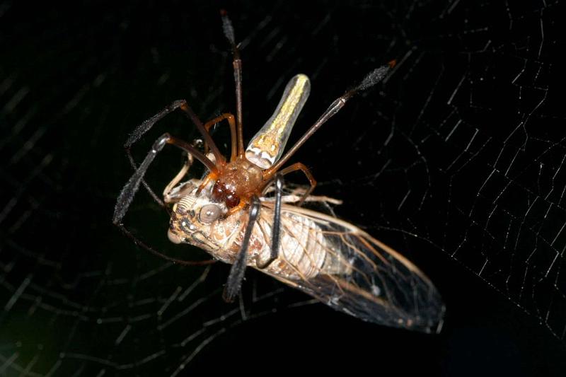 Nephila_ZZ284_D2735_Z_83_-_Australie.jpg