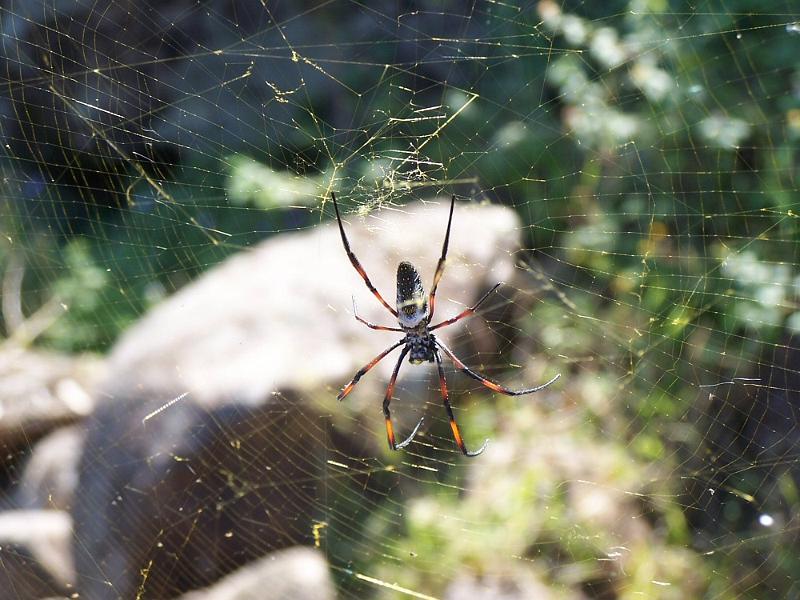 Nephila_ZZ300_D3162_Z_84_-_-.jpg