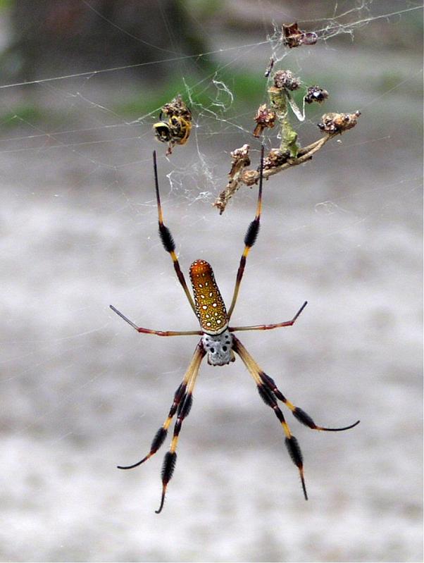 Nephila_clavipes_D2507_Z_89_-_USA.jpg