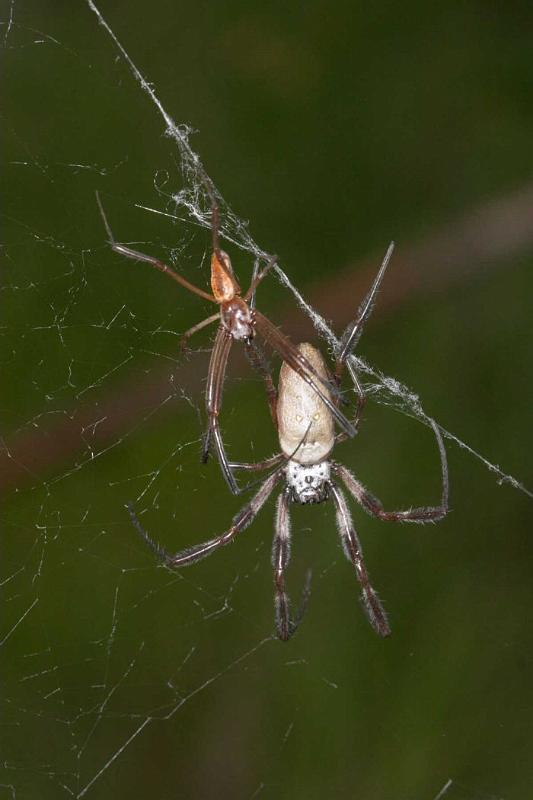 Nephila_edulis_D2712_Z_88_-_Australie.jpg