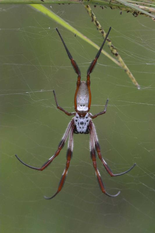 Nephila_edulis_D2714_Z_80_-_Australie.jpg