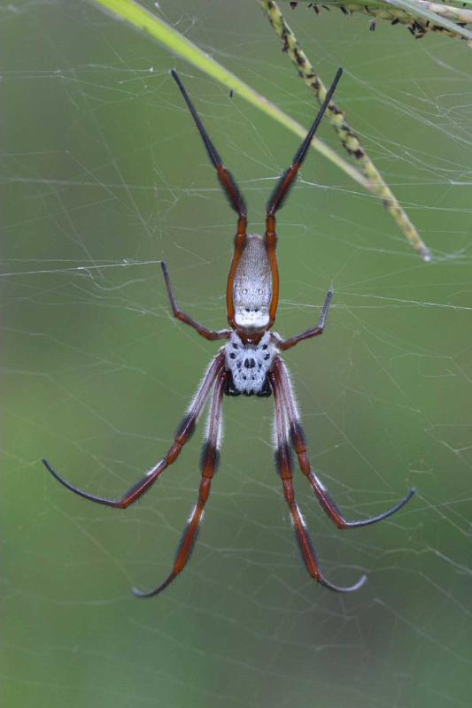 Nephila_edulis_D2715_Z_80_-_Australie.jpg