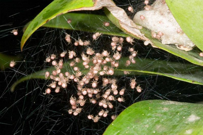 Nephila_edulis_D2717_Z_80_-_Australie.jpg
