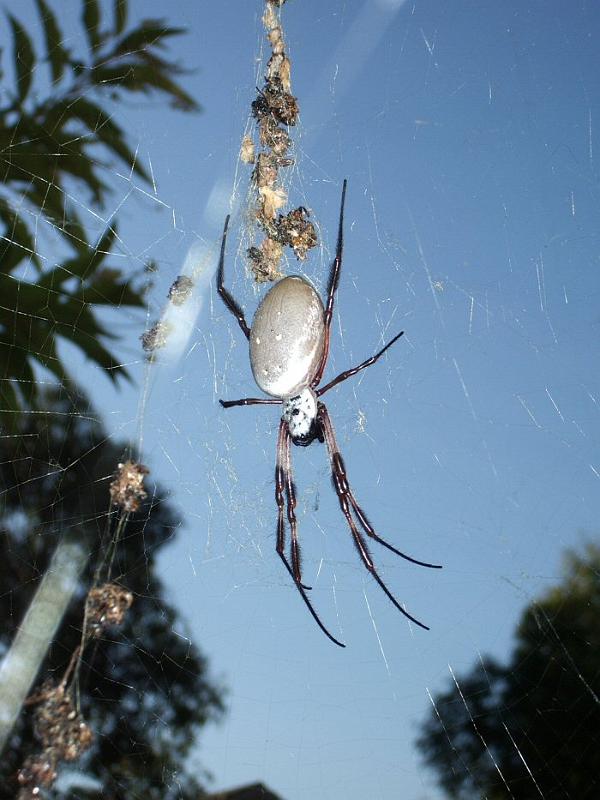 Nephila_edulis_D2896_Z_88_-_Australie.jpg