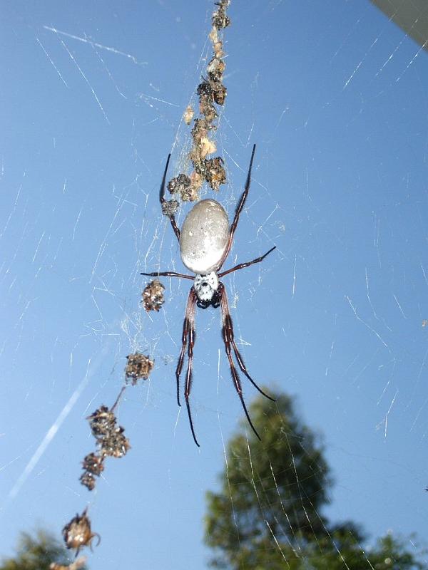 Nephila_edulis_D2897_Z_88_-_Australie.jpg