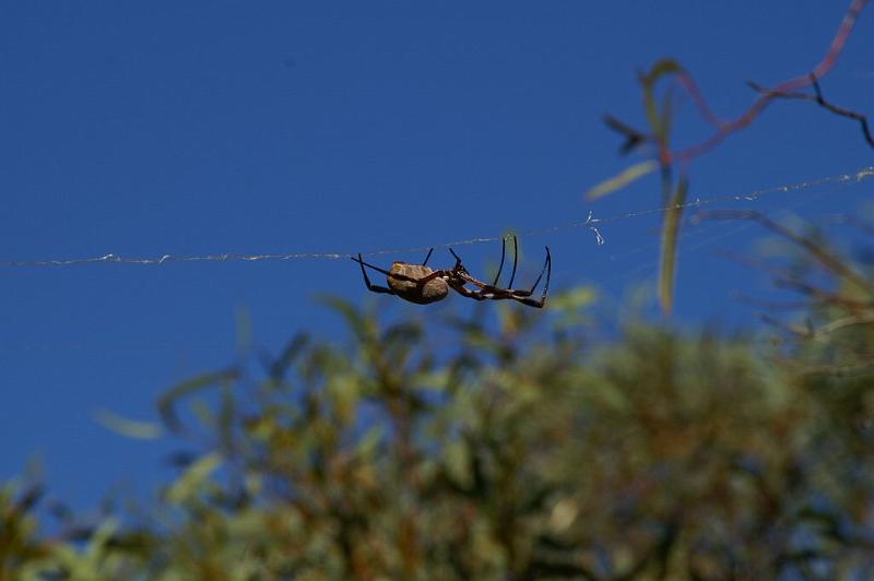Nephila_edulis_D3388_Z_80_Leinster_Australie.jpg