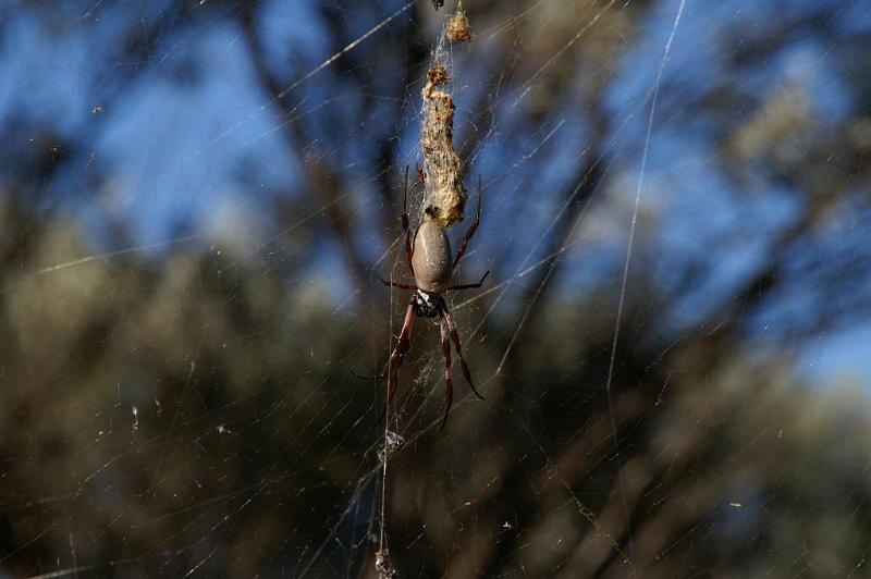 Nephila_edulis_D3389_Z_75_Leinster_Australie.jpg