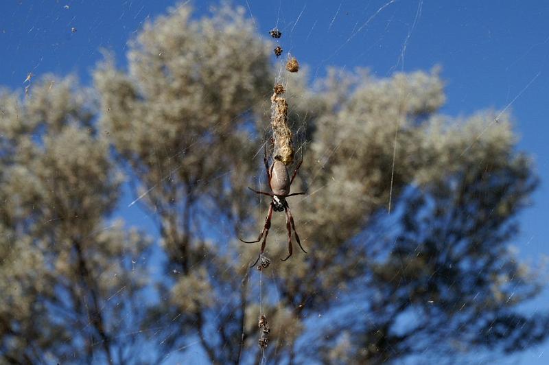 Nephila_edulis_D3390_Z_82_Leinster_Australie.jpg