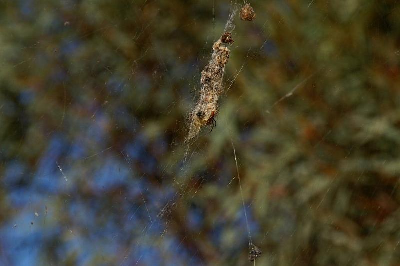 Nephila_edulis_D3393_Z_81_Leinster_Australie.jpg
