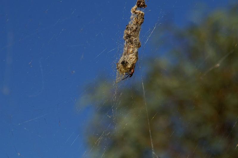 Nephila_edulis_D3394_Z_81_Leinster_Australie.jpg