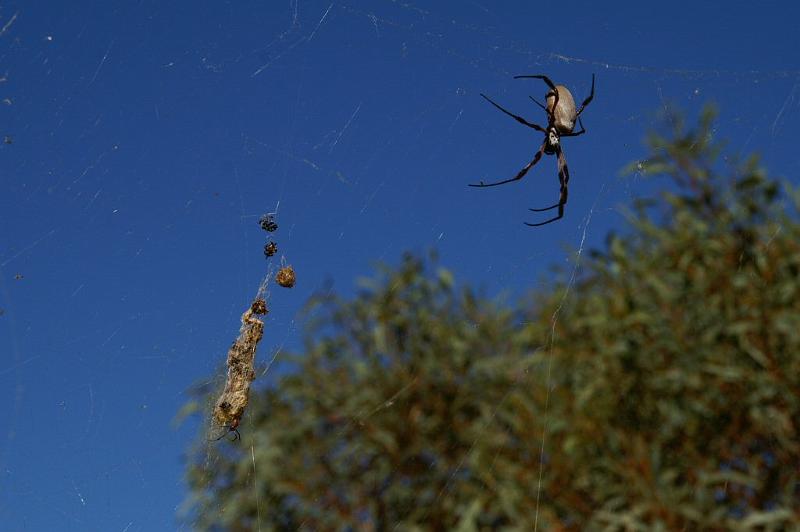 Nephila_edulis_D3396_Z_88_Leinster_Australie.jpg