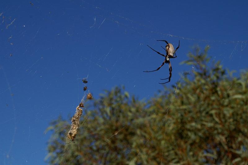 Nephila_edulis_D3397_Z_89_Leinster_Australie.jpg