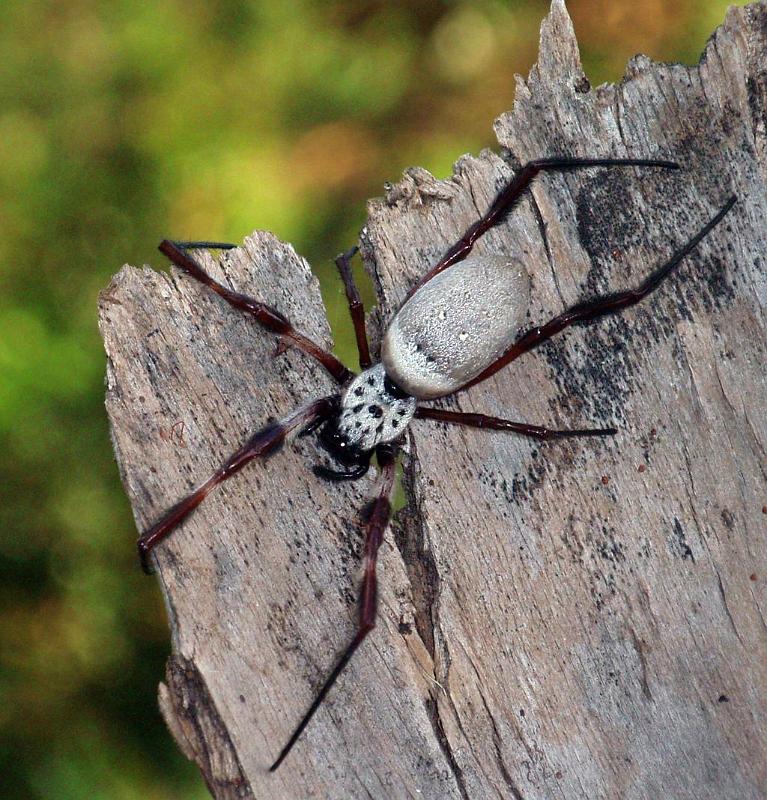 Nephila_edulis_D6344_Z_89_Brisbane_Australie.jpg
