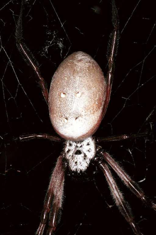 Nephila_edulis_F0508_O_75_Brisbane_Australie.jpg