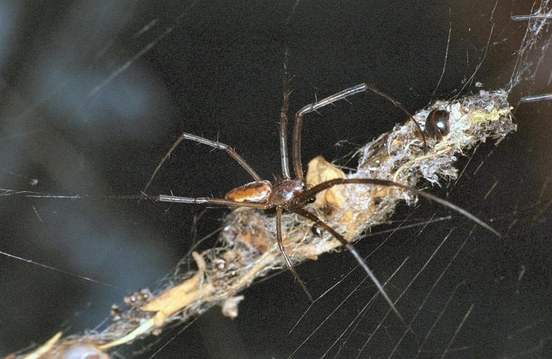 Nephila_edulis_F0509_Z_75_Brisbane_Australie.jpg