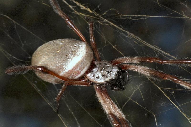 Nephila_edulis_F0598_Z_78_Emerald-Clermont_Australie.jpg