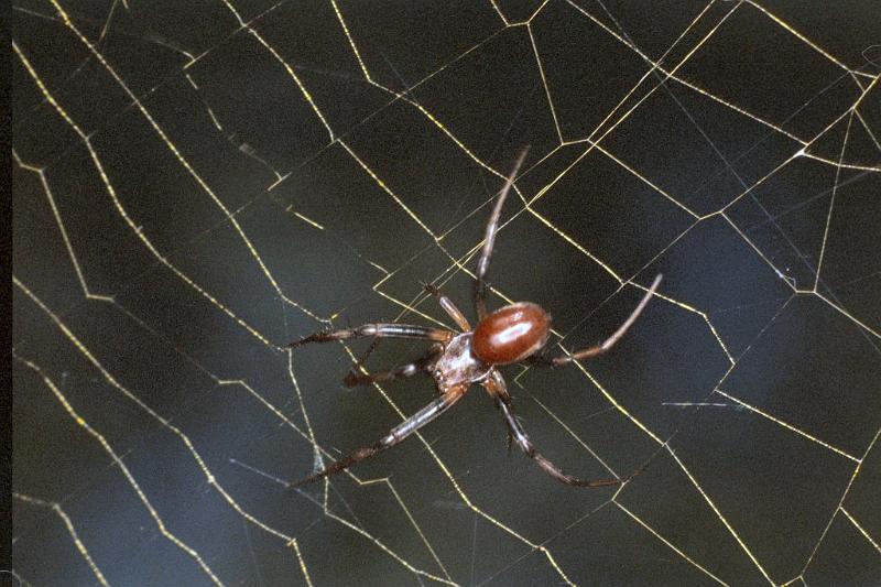 Nephila_edulis_F0599_Z_78_Emerald-Clermont_Australie.jpg