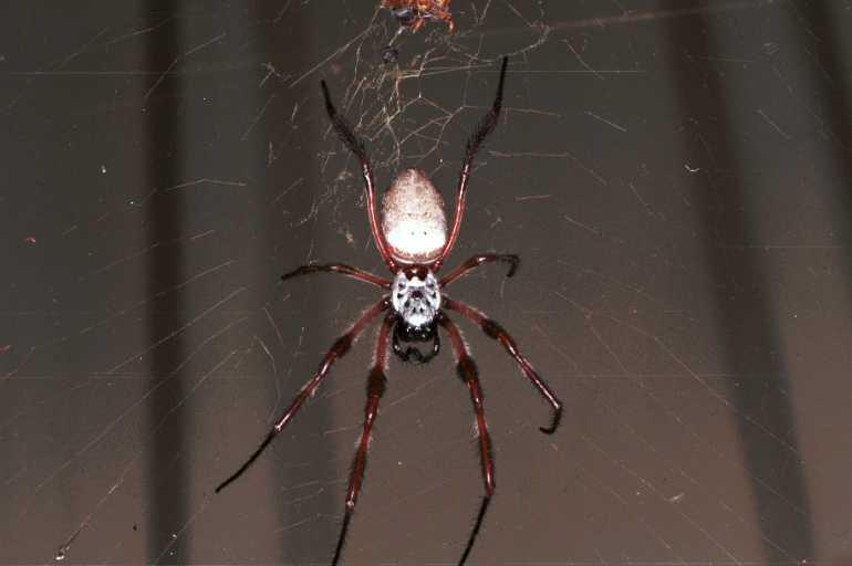 Nephila_edulis_RF0120_O_82_Brisbane_Australie.jpg