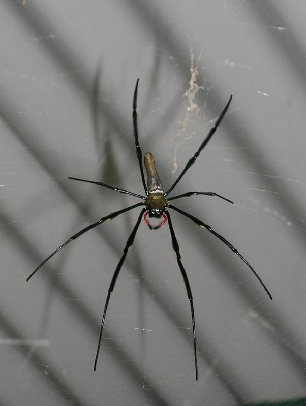 Nephila_pilipes_D2504_Z_78_-_Australie.jpg