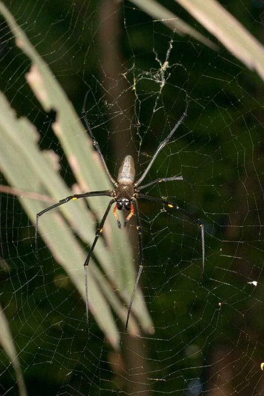 Nephila_pilipes_D2718_Z_85_-_Australie.jpg