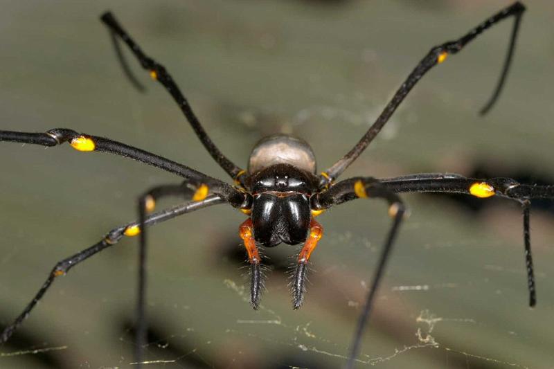 Nephila_pilipes_D2719_Z_85_-_Australie.jpg