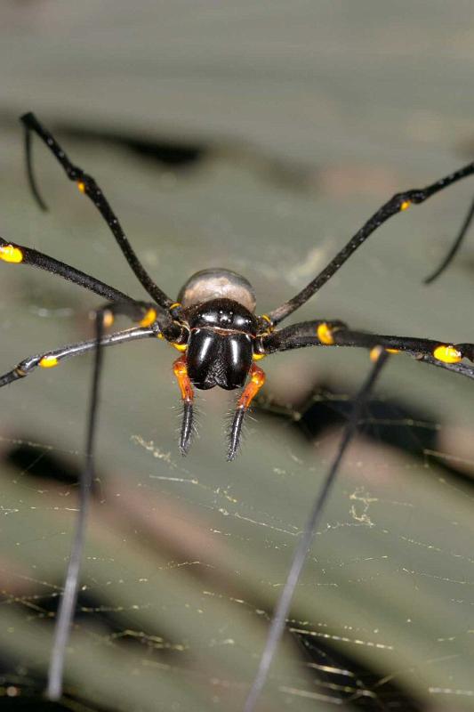 Nephila_pilipes_D2720_Z_84_-_Australie.jpg