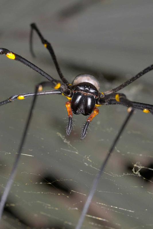 Nephila_pilipes_D2721_Z_85_-_Australie.jpg