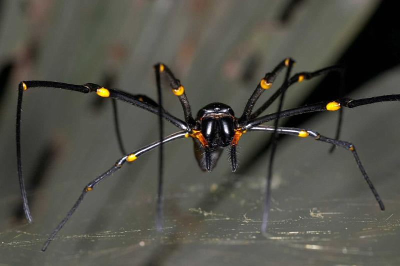 Nephila_pilipes_D2722_Z_77_-_Australie.jpg