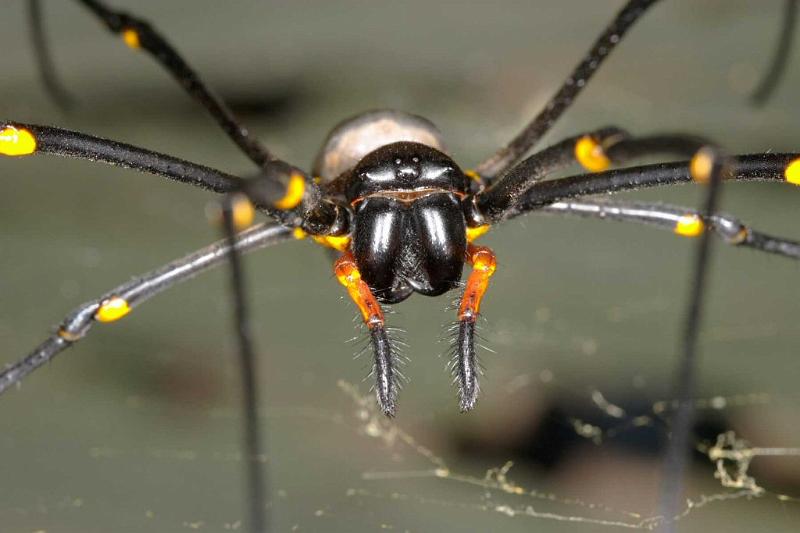 Nephila_pilipes_D2724_Z_82_-_Australie.jpg