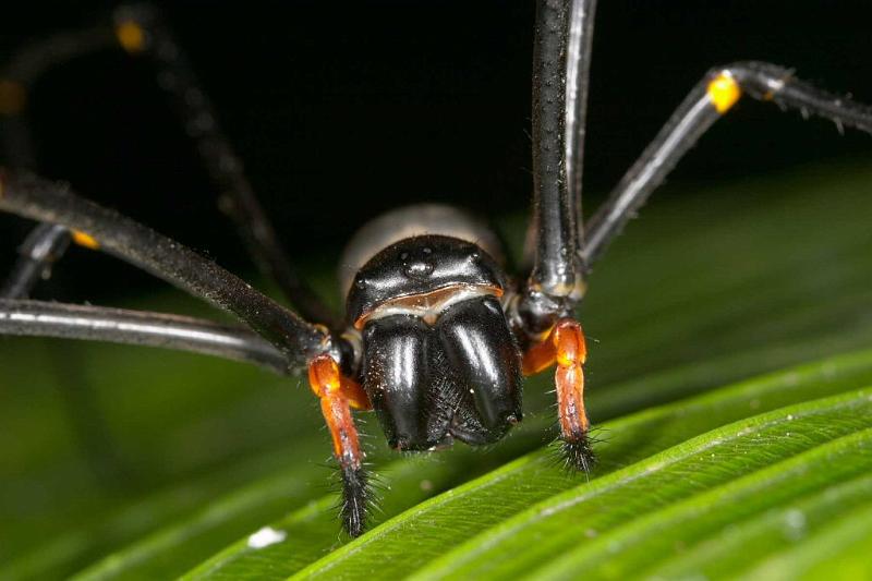Nephila_pilipes_D2725_Z_85_-_Australie.jpg