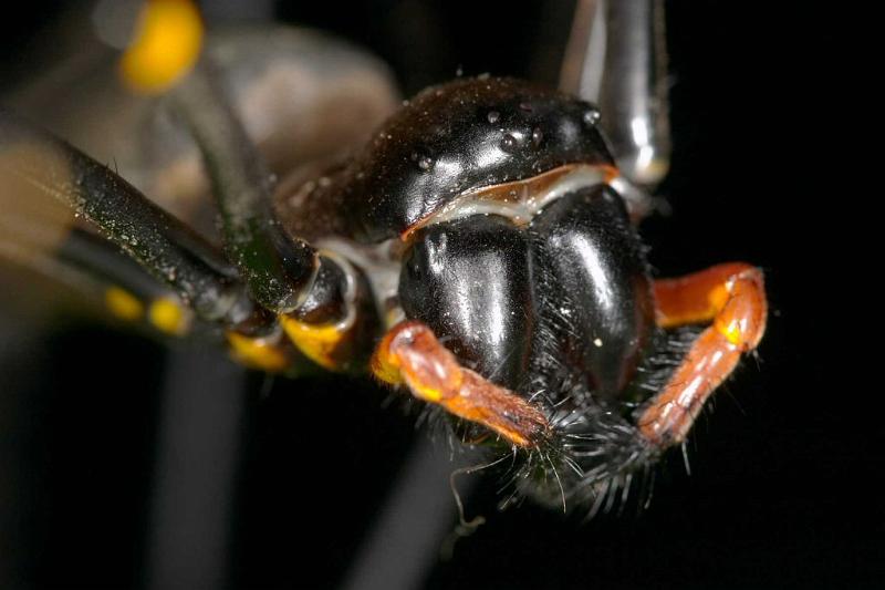 Nephila_pilipes_D2726_Z_88_-_Australie.jpg
