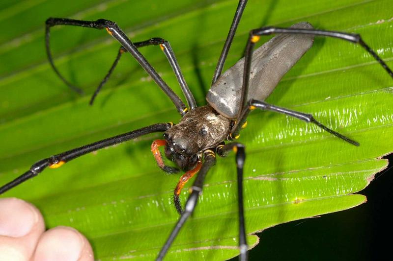 Nephila_pilipes_D2727_Z_85_-_Australie.jpg