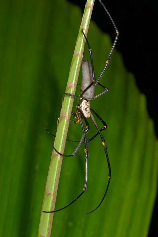 Nephila_pilipes_D2728_Z_82_-_Australie.jpg