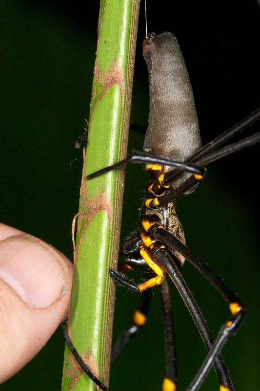 Nephila_pilipes_D2729_Z_83_-_Australie.jpg