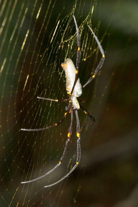 Nephila_pilipes_D2730_Z_83_-_Australie.jpg