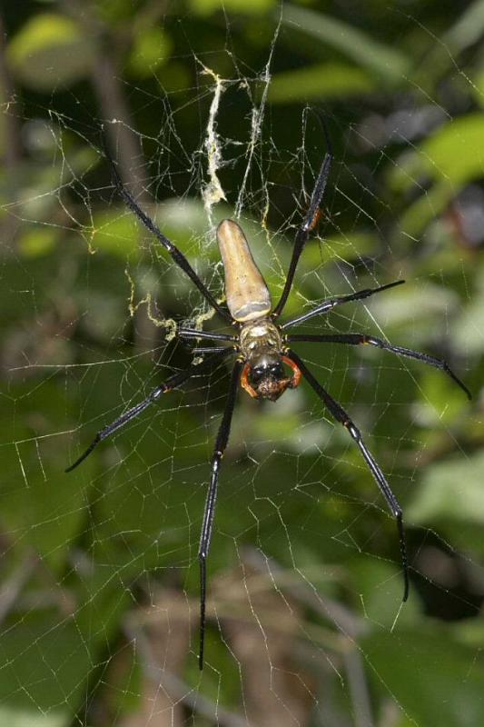 Nephila_pilipes_D2731_Z_87_-_Australie.jpg