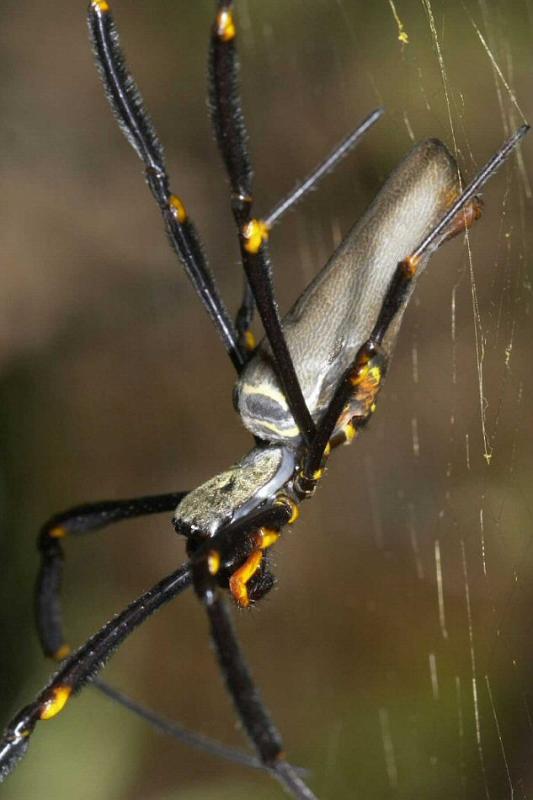 Nephila_pilipes_D2732_Z_80_-_Australie.jpg