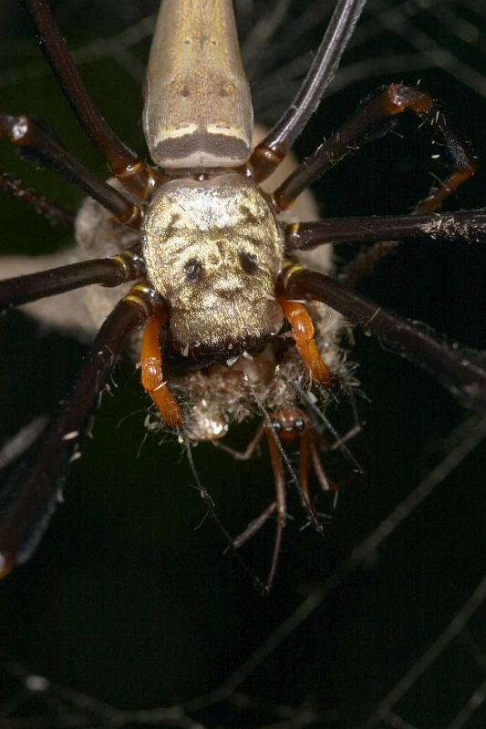 Nephila_pilipes_D2734_Z_82_-_Australie.jpg