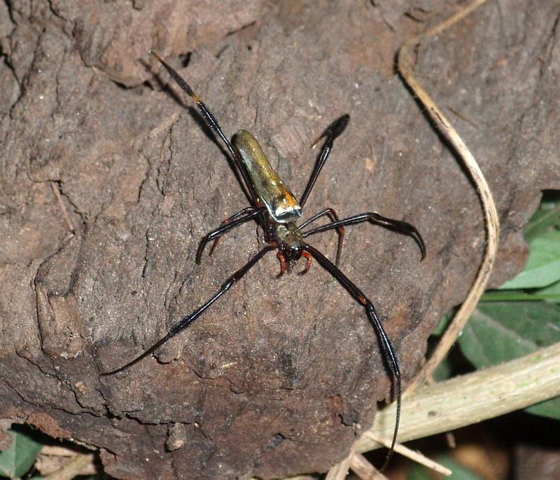 Nephila_pilipes_D6350_Z_90_Brisbane_Australie.jpg