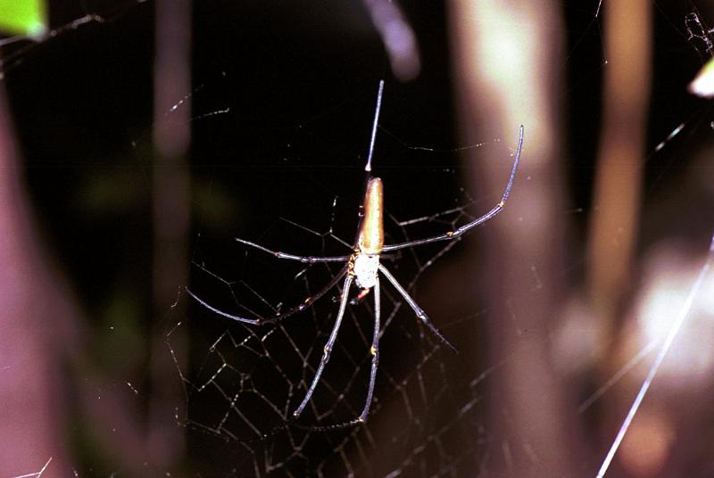 Nephila_pilipes_F1839_Z_75_Litchfield_Australie.jpg