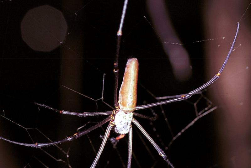 Nephila_pilipes_F1842_Z_78_Litchfield_Australie.jpg
