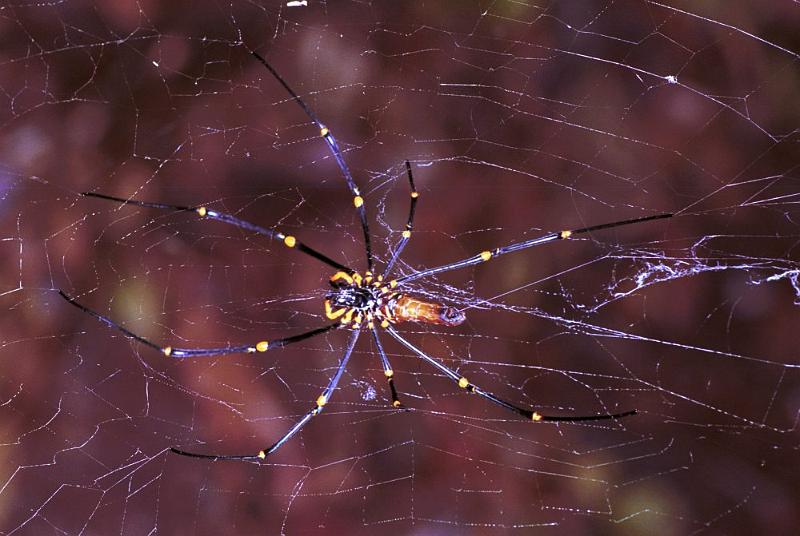 Nephila_pilipes_F1843_Z_85_Litchfield_Australie.jpg