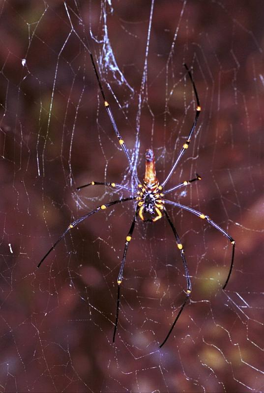 Nephila_pilipes_F1844_Z_75_Litchfield_Australie.jpg