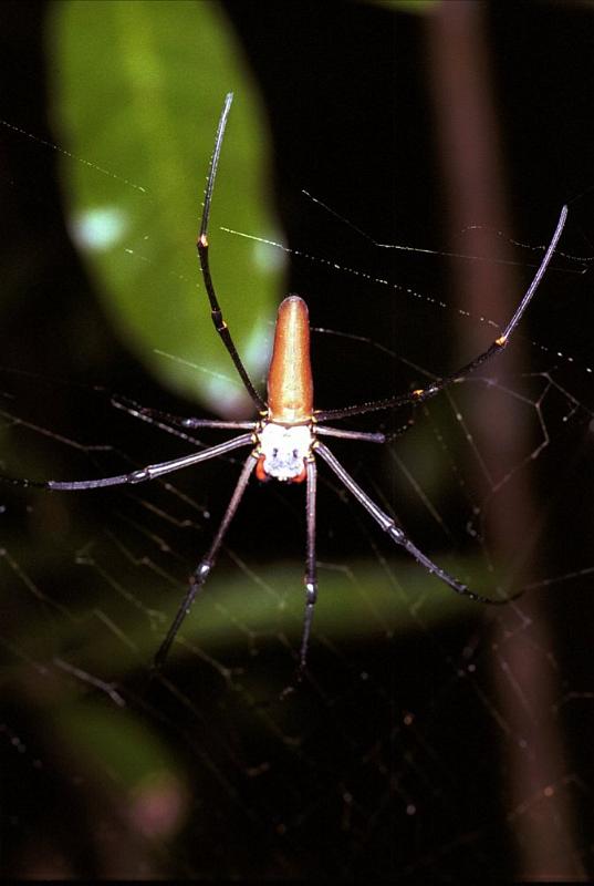 Nephila_pilipes_F1845_Z_75_Litchfield_Australie.jpg